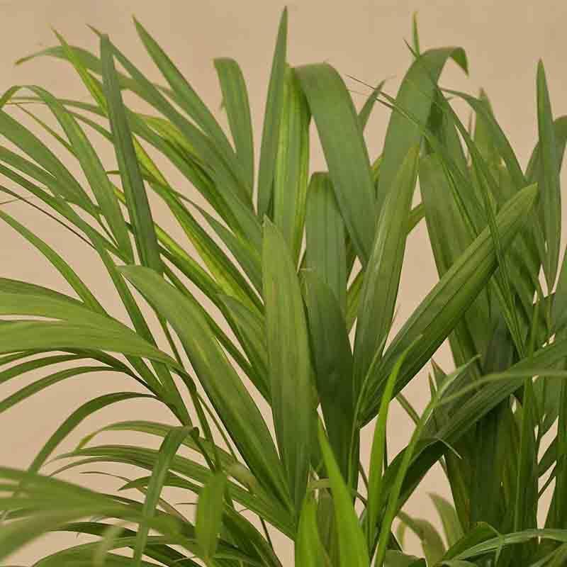 Ugaoo Lush Green Areca Palm Live Plant media 5
