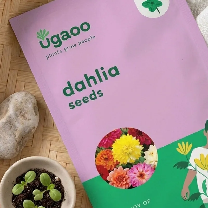 Ugaoo Dahlia Seeds media 3