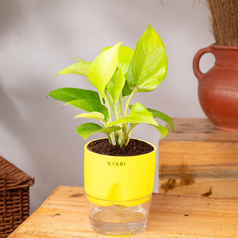 Kyari Golden Pothos With Self Watering Pot (Yellow) - 18 cm media 3