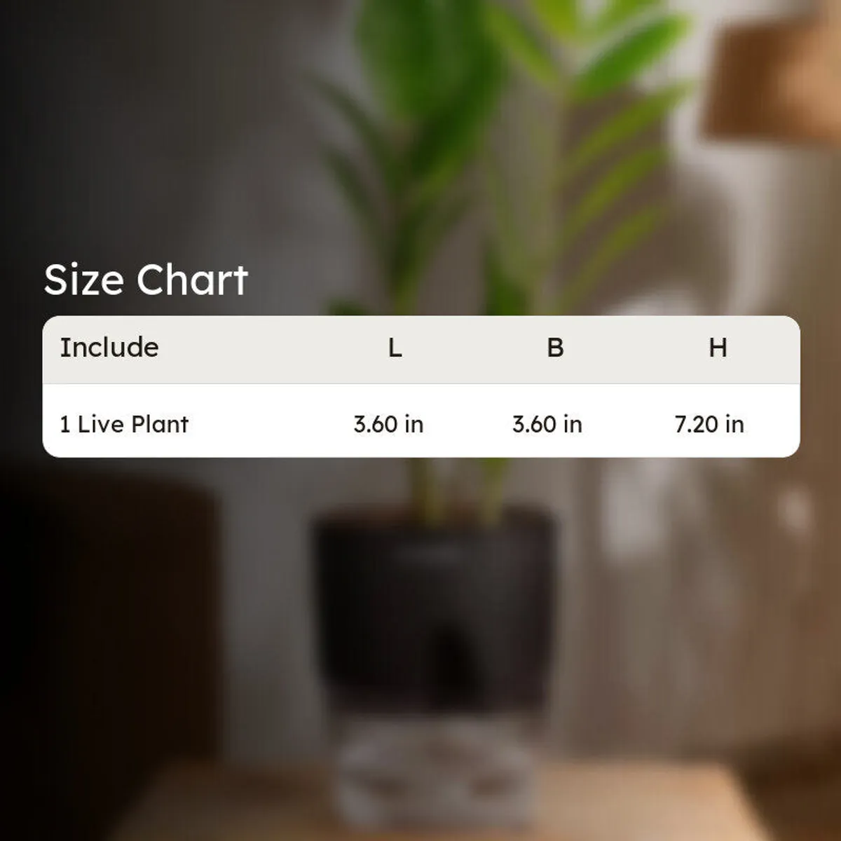 Green ZZ plant in a black pot shown beside a size chart