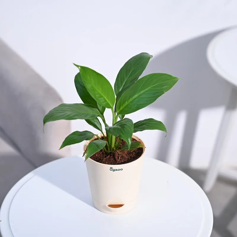 Ugaoo Peace Lily Plant- Small media 4
