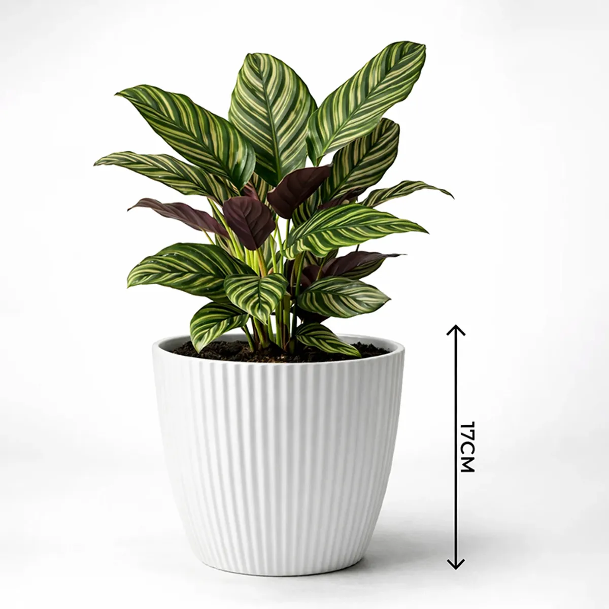 Single white ribbed planter with striped foliage on a plain background