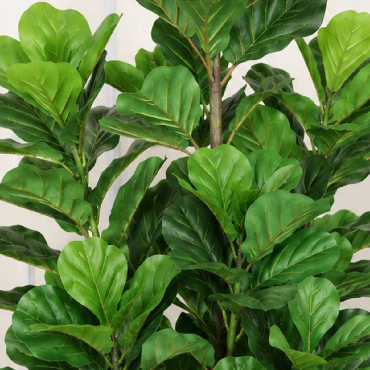 Close-up of broad green fiddle-shaped leaves with visible veins