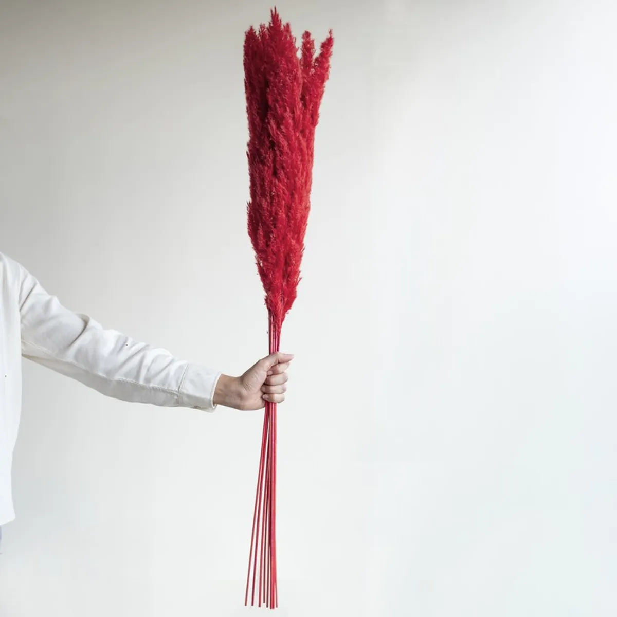 Single bundle of red dried grass sticks held against a white background