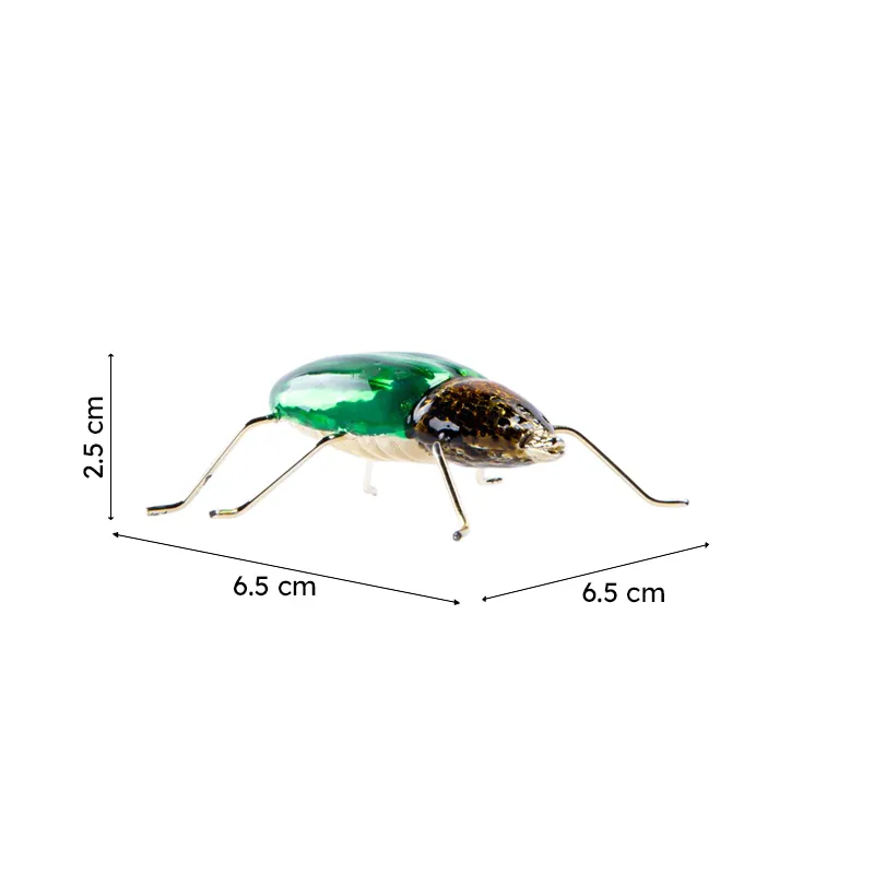 Dung beetle showpiece with visible size markings in the image