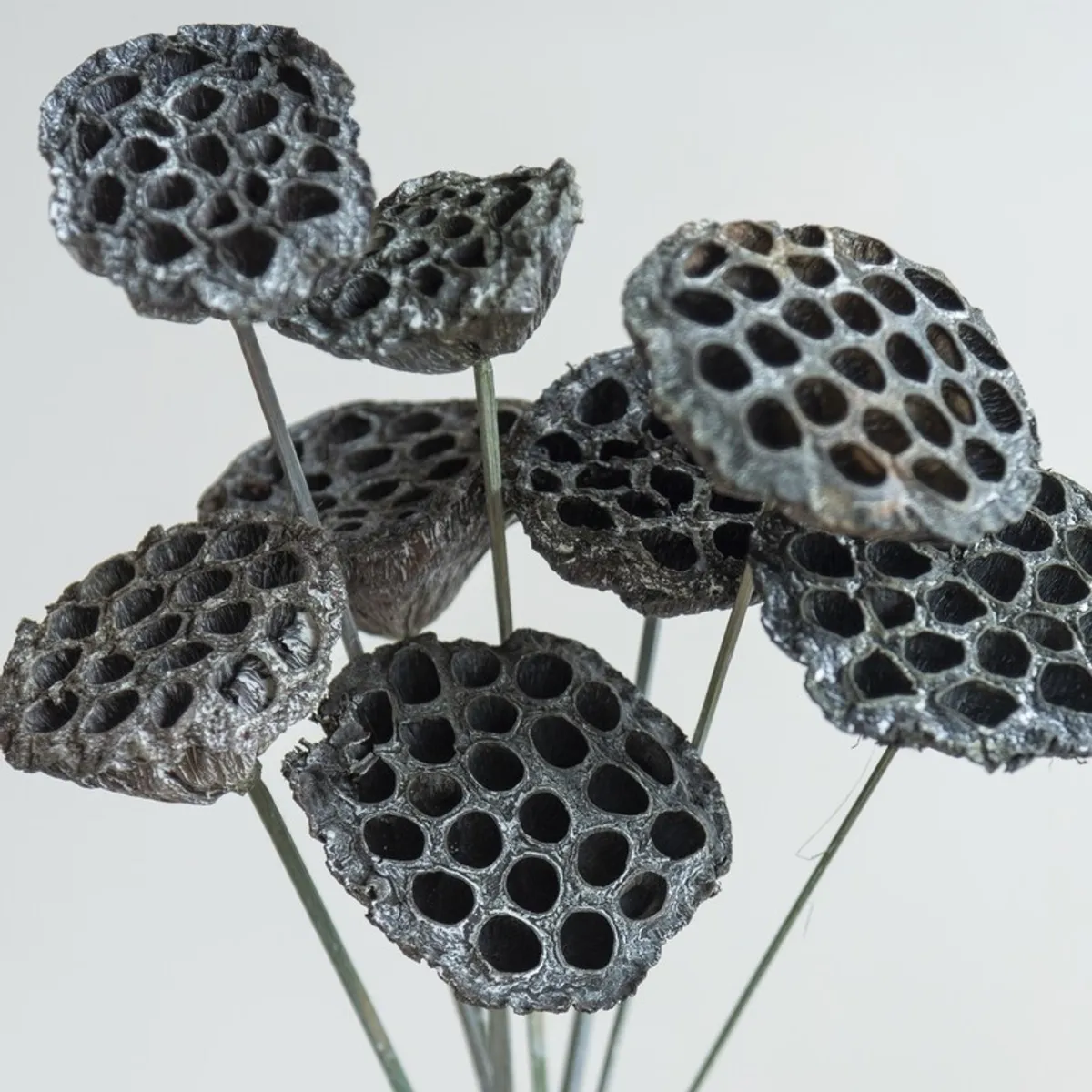 Close-up of textured black lotus seed pods with distinctive open patterns