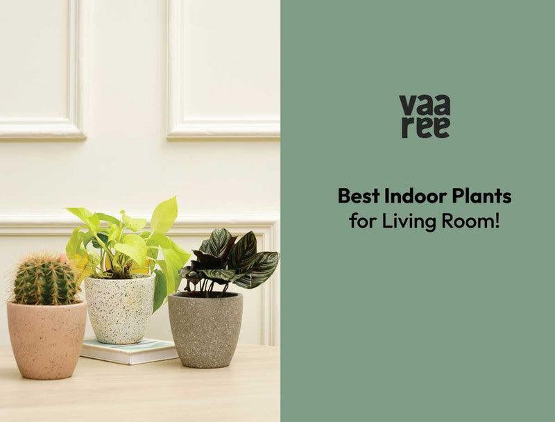 Top 10 Indoor Plants For Your Living Room
