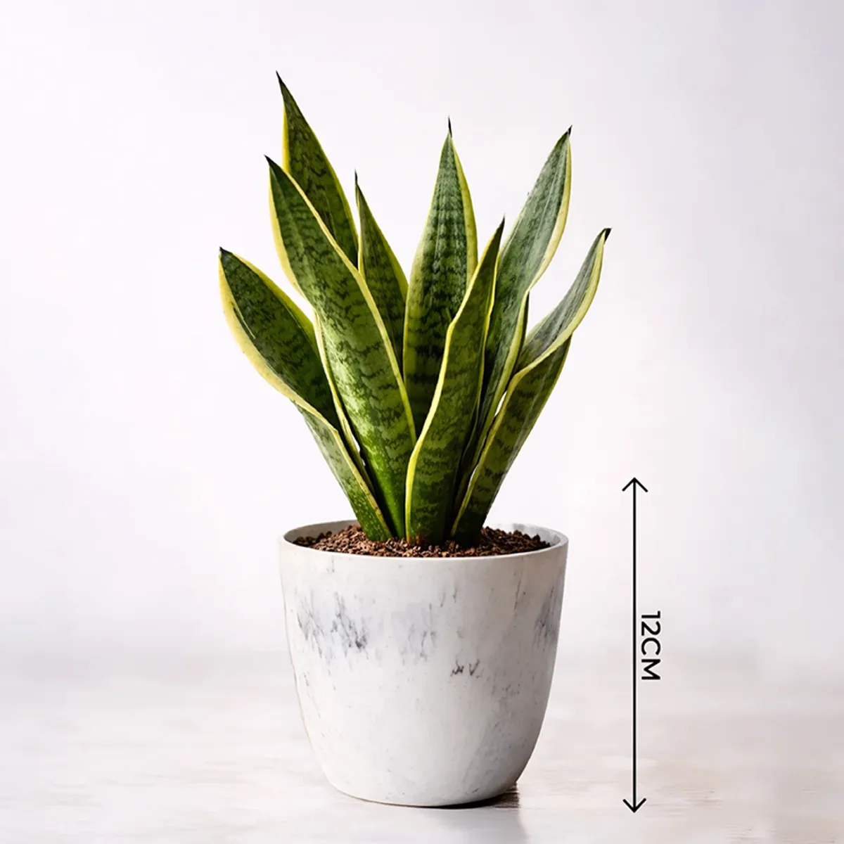 Single white planter with upright green foliage on a plain background