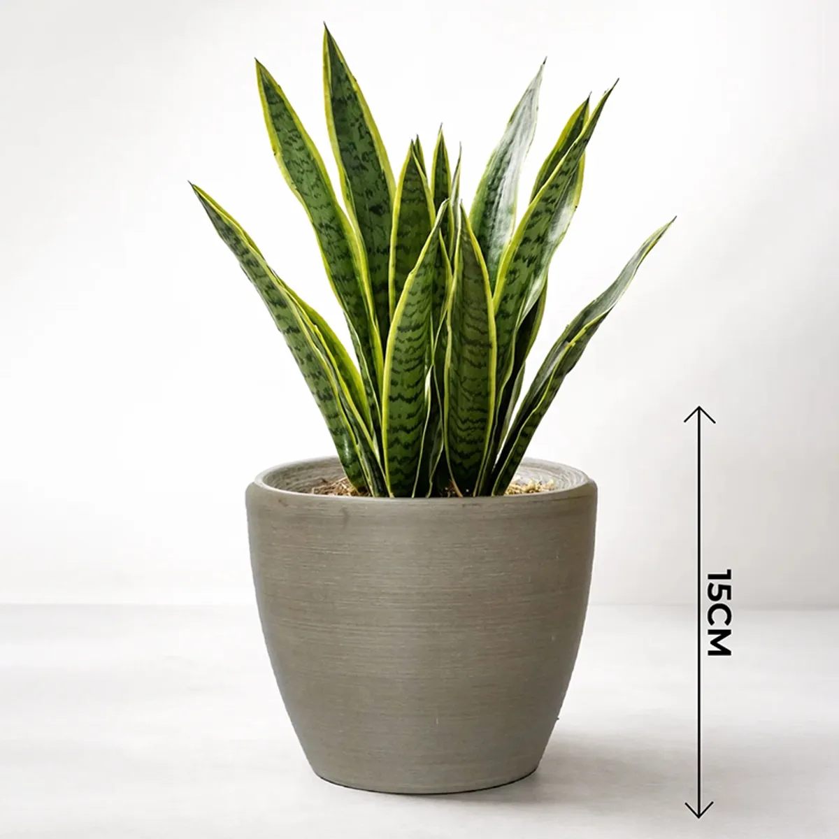 Single grey matte planter with a snake plant on a plain surface