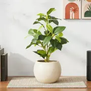 Small Plants category