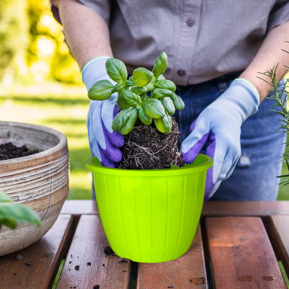 Person placing a small basil plant into a bright green planter