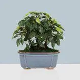 Bonsai category