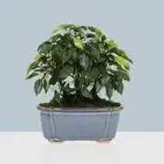 Bonsai category