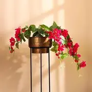 Floral Plants category
