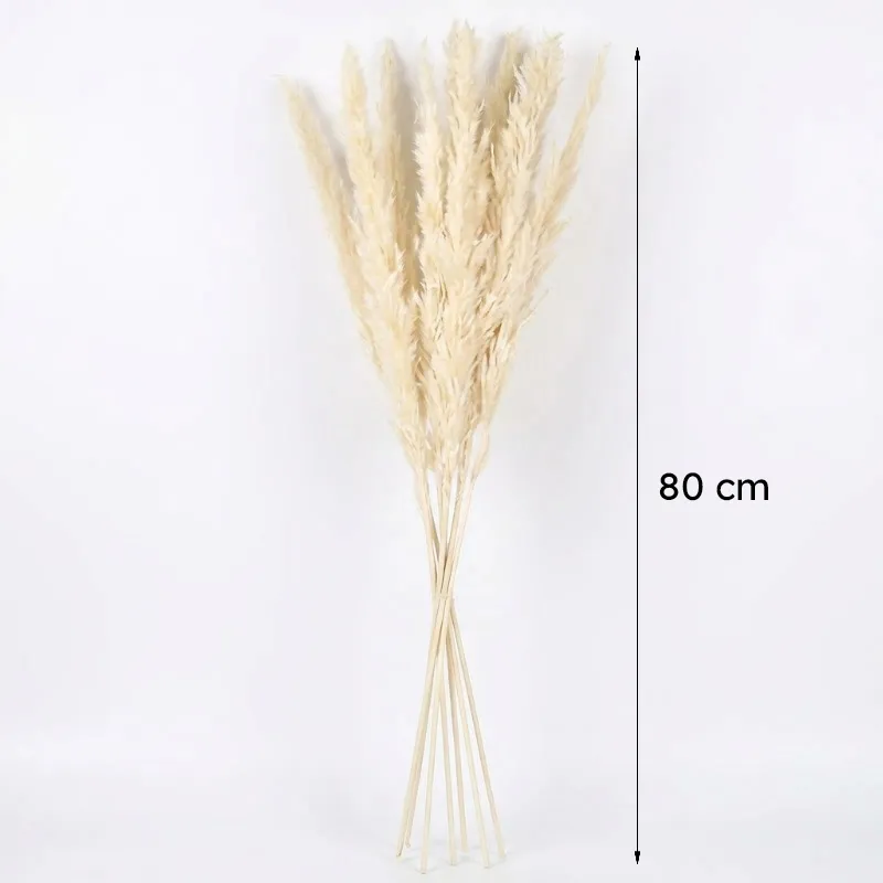 Bundle of ivory dried pampas stems against a plain white background