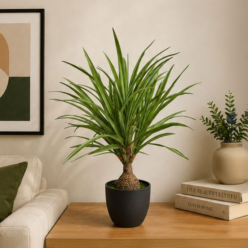 60 cm (2 ft) Pinnacle Artificial Dracaena Marginata Plant With Black Plastic Pot
