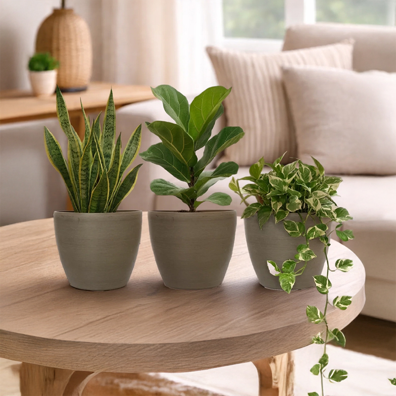 Set of Three