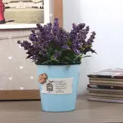 Tabletop Plants category
