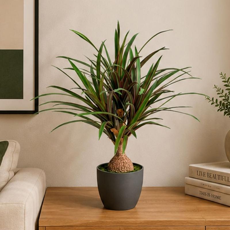 60 cm (2 ft) Green Artificial Dracaena Marginata Plant With Black Plastic Pot