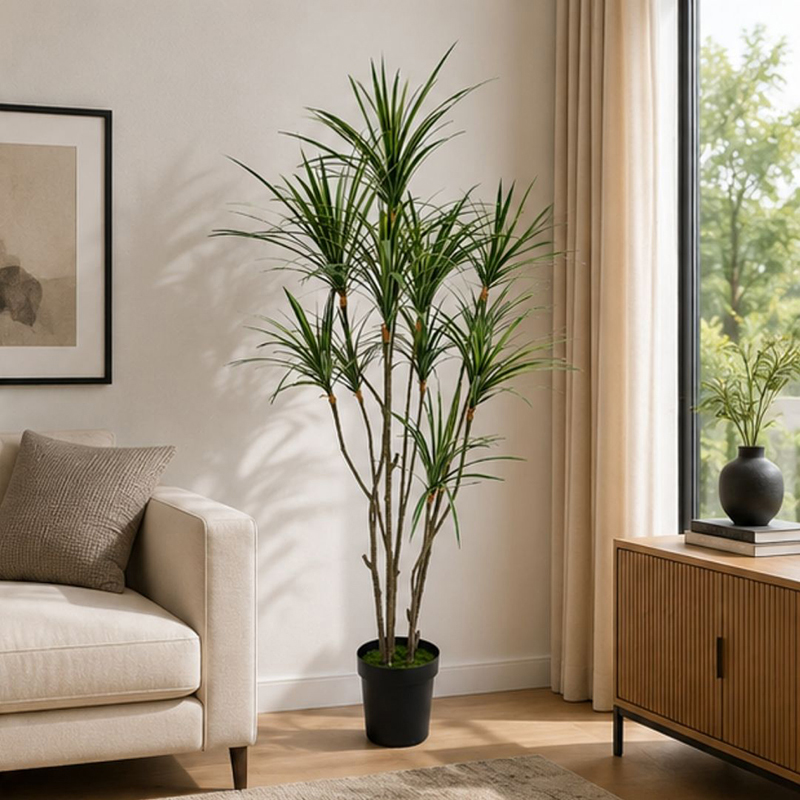 Dracaena Marginata II