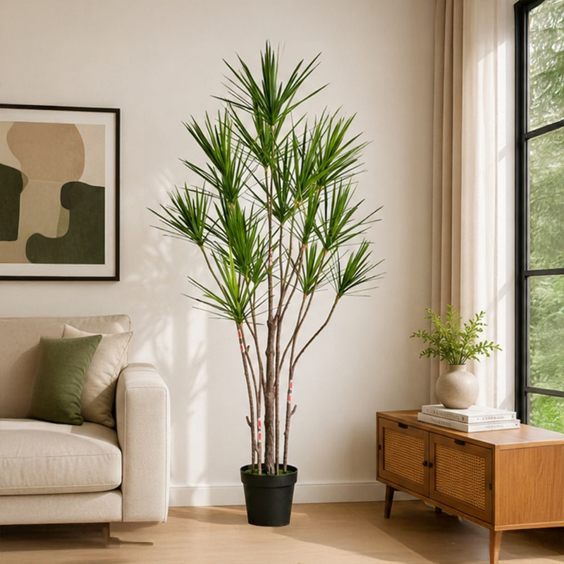 Dracaena Marginata III