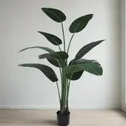 Banana Plants category
