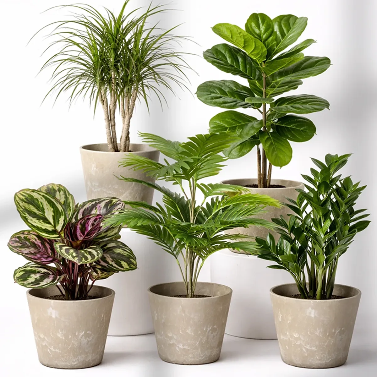 Five matching grey planters with a matte look arranged with different leafy plants