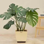 Outdoor Plants category