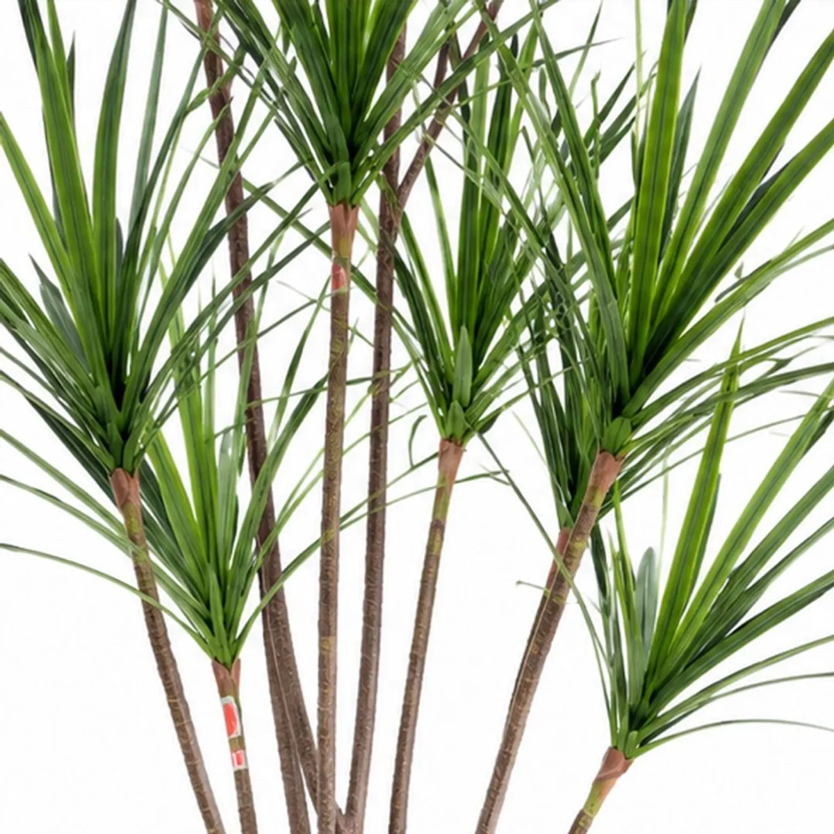 Close-up of slender green Dracaena leaves and cane-style stems