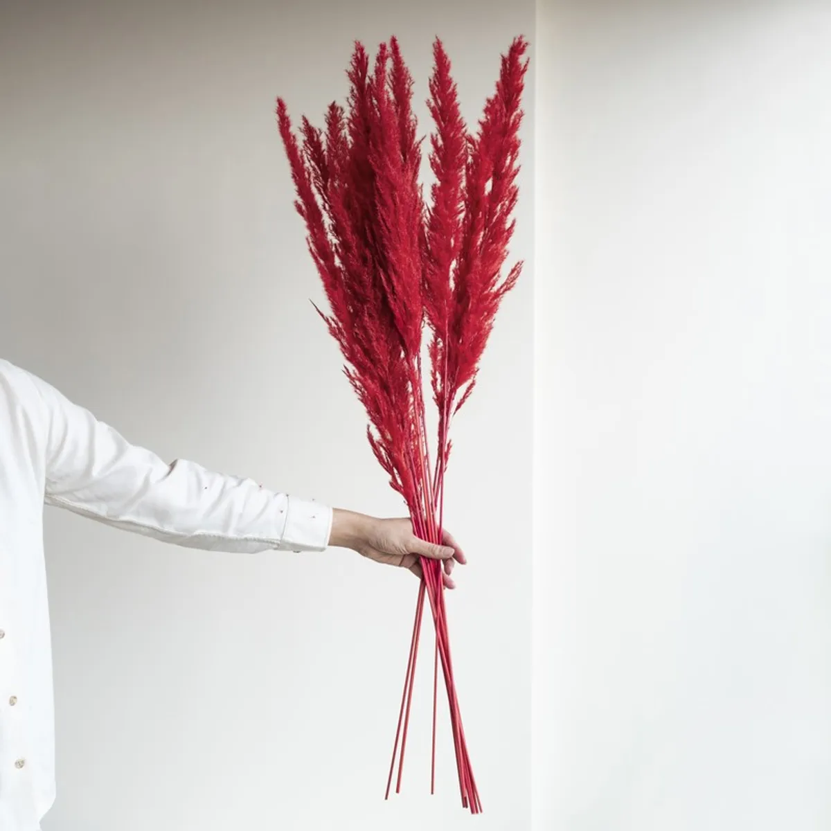 Hand holding a bundle of tall red dried grass sticks