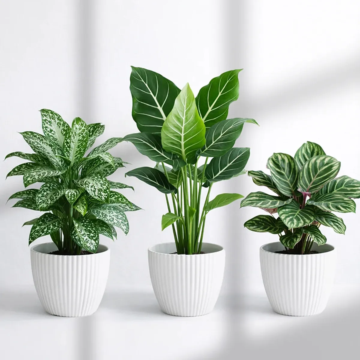 Three white textured planters with green foliage against a plain light background