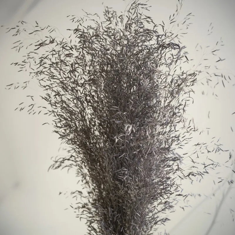 Close-up view of the fine purple dried grass stems and leaves