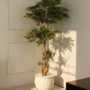 Large Plants category