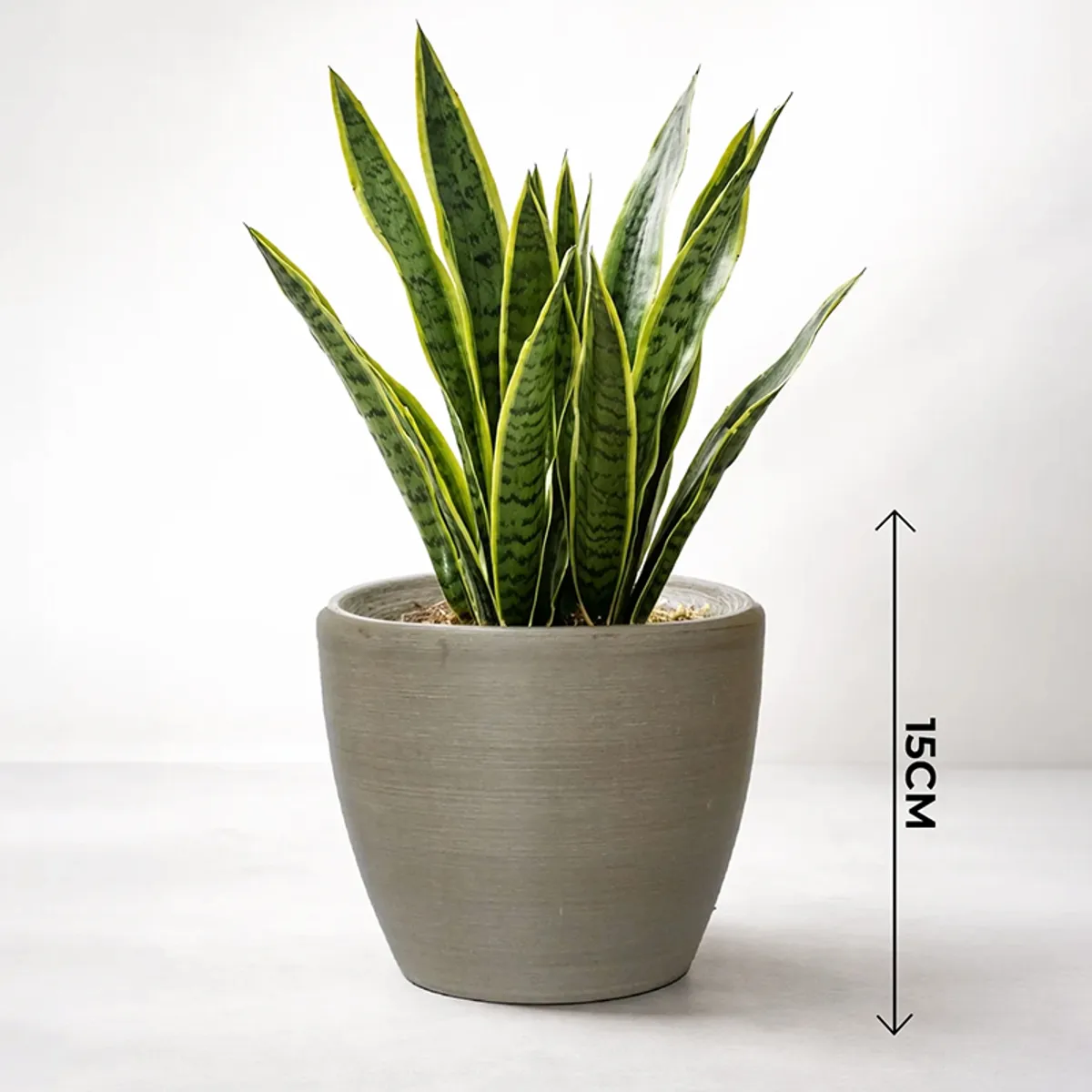 Grey planter with tall green leaves shown against a plain background