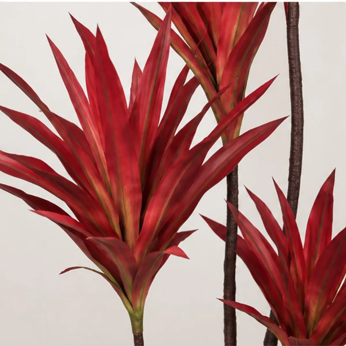 Close-up of red and green variegated Dracaena leaves with dark textured stems
