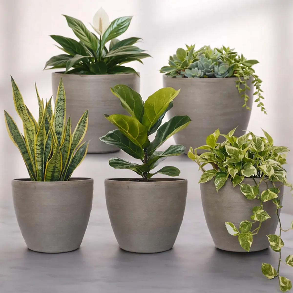 Set of five grey matte planters with green plants against a soft neutral backdrop