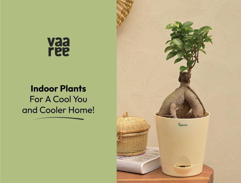Stay Cool and Stylish: 10 Trendy Plants & Seeds for a Cooler Home