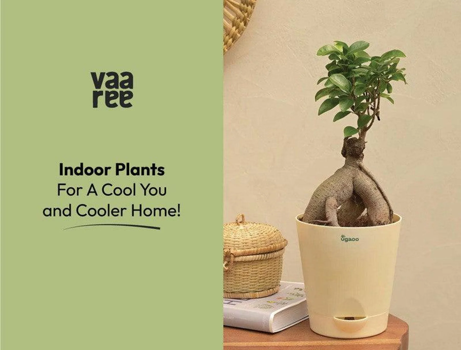 Stay Cool and Stylish: 10 Trendy Plants & Seeds for a Cooler Home