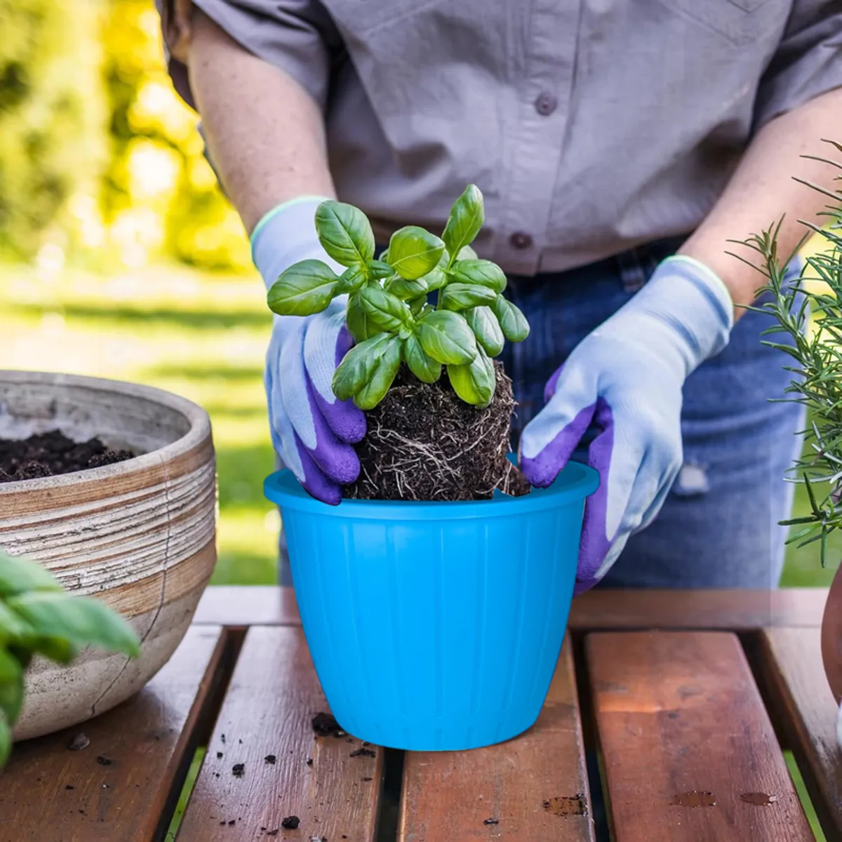 Person placing a basil plant into a blue planter outdoors
