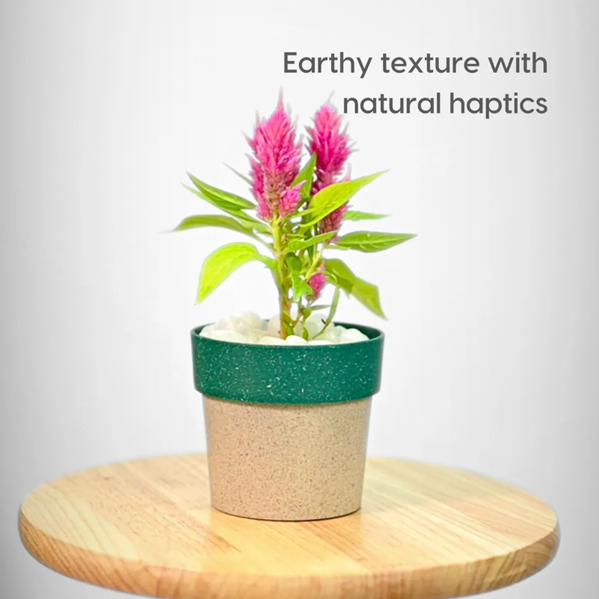 Single green-rim textured planter with a flowering plant on a round wooden stool