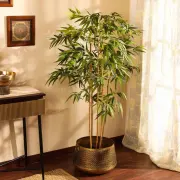Large Plants category