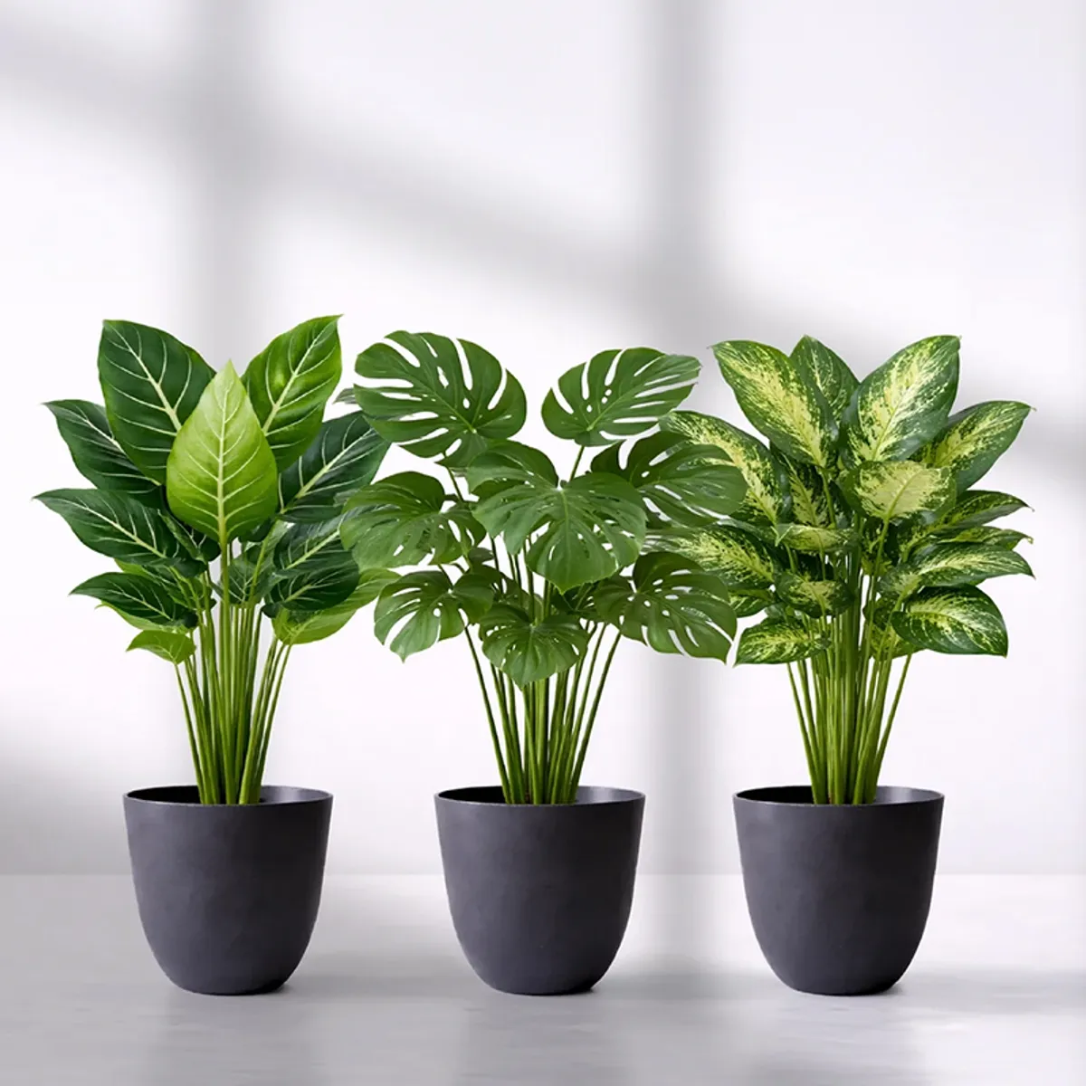 Three black matte planters with different leafy green plants on a light surface