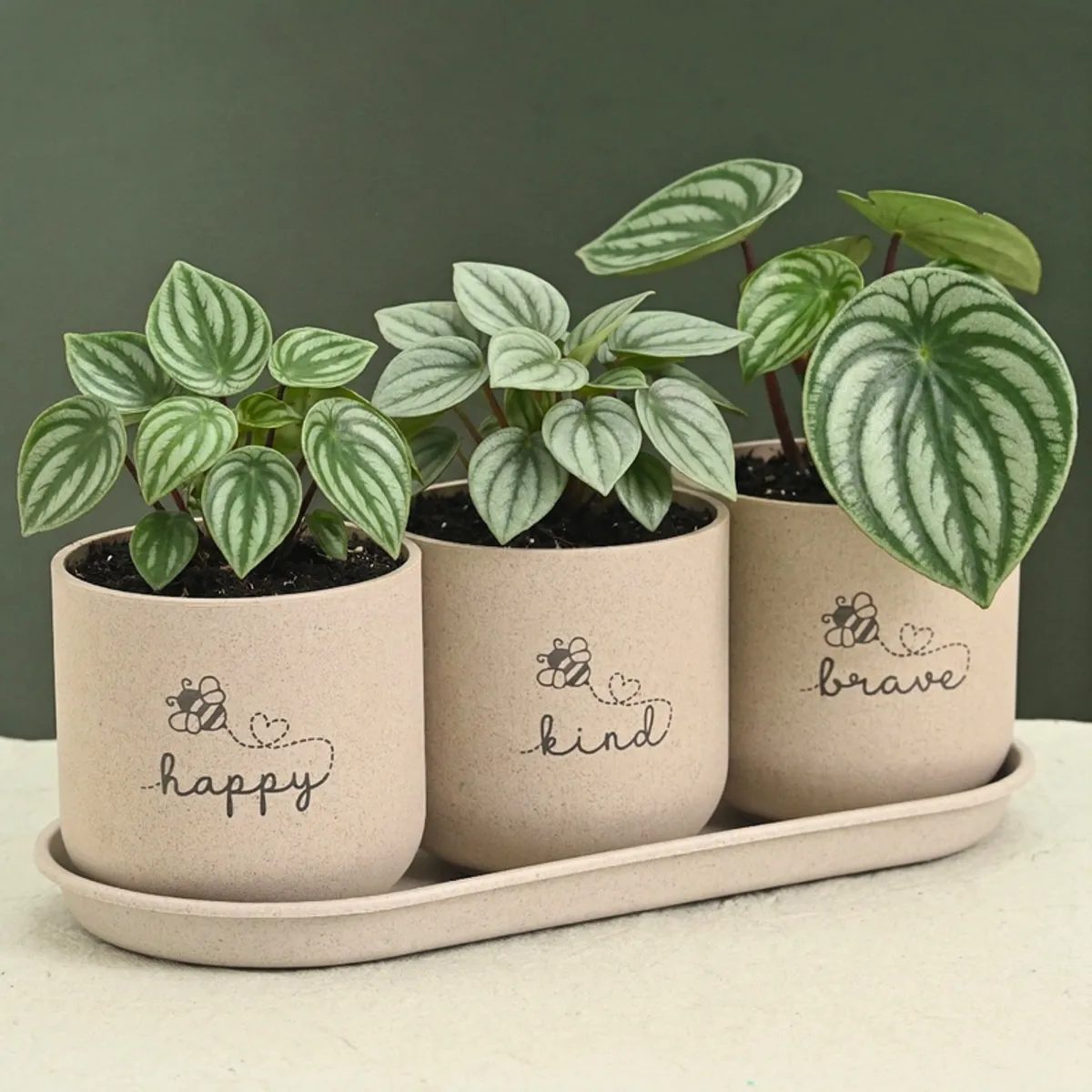 Close view of three beige planters with leafy plants arranged on a matching tray