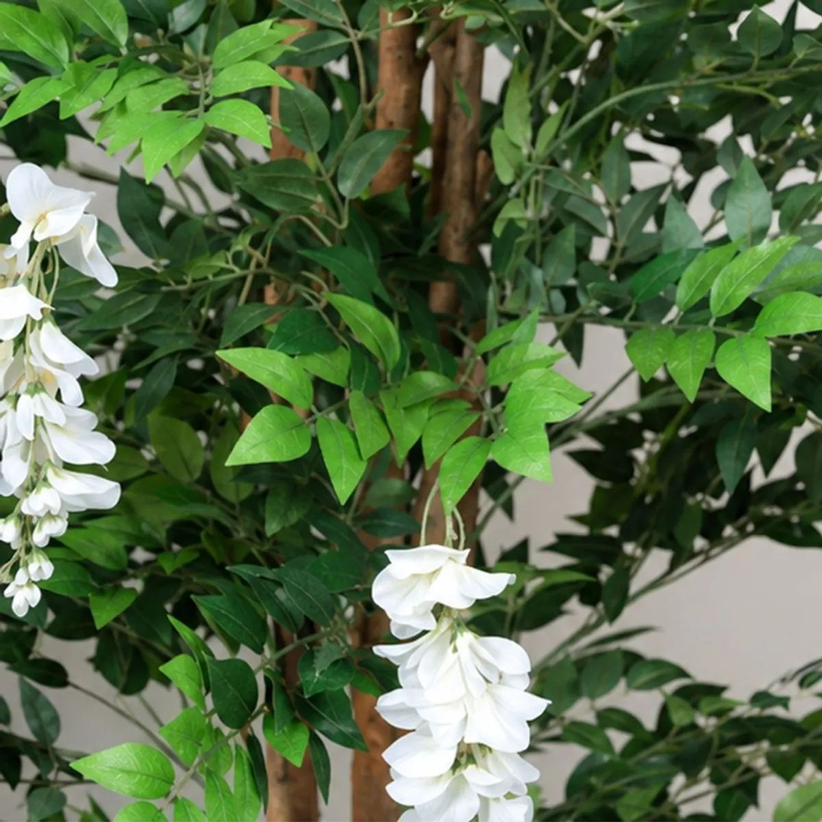 Close-up of white cascading wisteria flowers among green leaves and woody stems