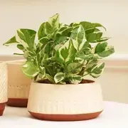 Pots & Planters category
