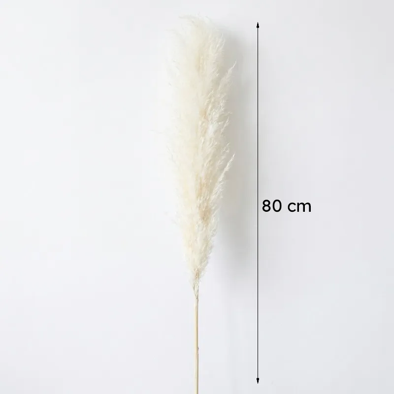 Single ivory pampas stem shown against a white background