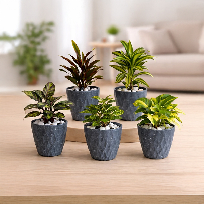 Set of Five