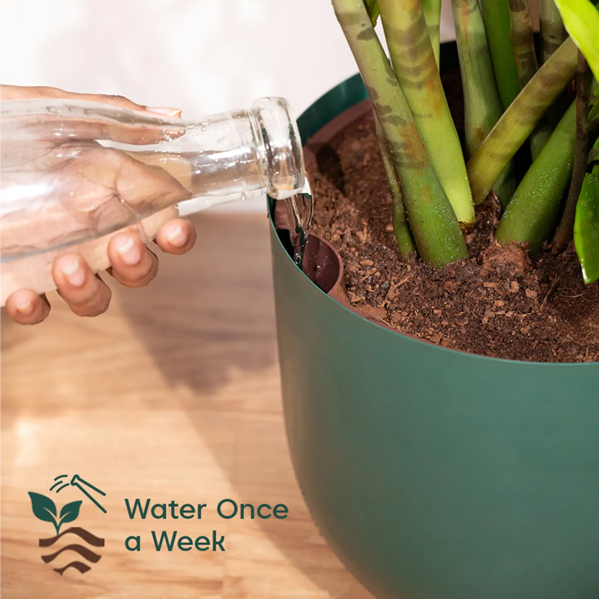 Water being added to the Monstera plant's self-watering pot