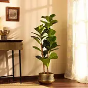 Medium Plants category
