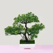 Bonsai Plants category